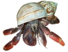 Hermit crab.jpg